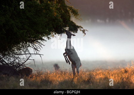 Rothirsch (Cervus Elaphus) Hind Surfen lässt, während stehend Stockfoto