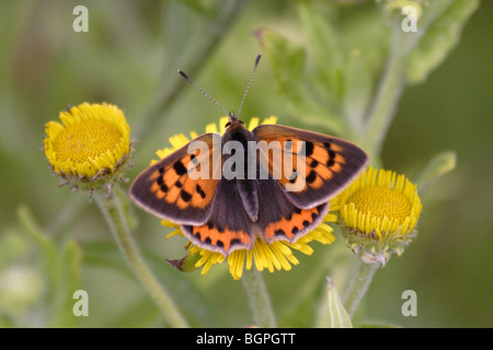 Der kleine Kupfer Lycaena Phlaeas Schmetterling Naomi oder hauchdünn-winged Familie Stockfoto