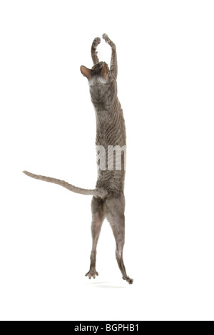 Nahaufnahme der Cornish Rex Katze isoliert auf weißem Hintergrund. Stockfoto