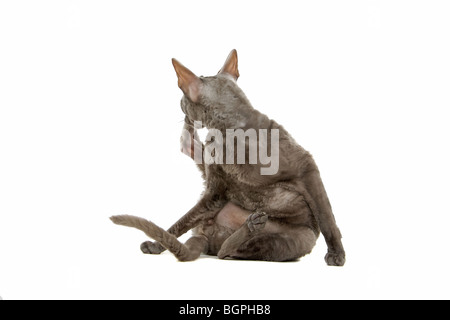 Nahaufnahme der Cornish Rex Katze isoliert auf weißem Hintergrund. Stockfoto