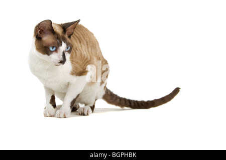 Nahaufnahme der Cornish Rex Katze isoliert auf weißem Hintergrund. Stockfoto