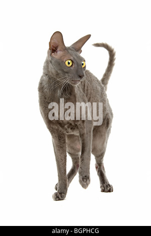 Nahaufnahme der Cornish Rex Katze isoliert auf weißem Hintergrund Stockfoto