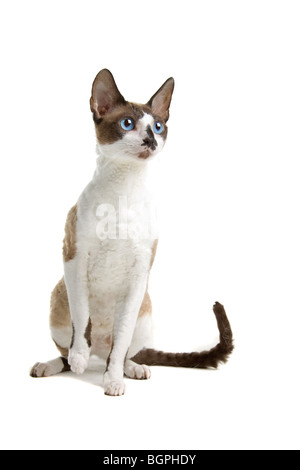 Nahaufnahme der Cornish Rex Katze isoliert auf weißem Hintergrund. Stockfoto