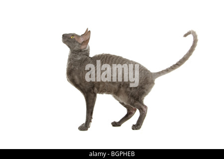 Nahaufnahme der Cornish Rex Katze isoliert auf weißem Hintergrund. Stockfoto