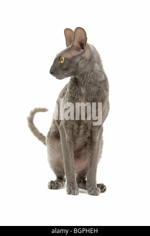 Nahaufnahme der Cornish Rex Katze isoliert auf weißem Hintergrund. Stockfoto