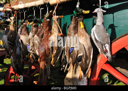 Wagen mit Jagdspiel - Stockente, Ringeltaube, Fasan, Hase - im Gedenken des Heiligen Hubertus / Saint Hubertus, Belgien Stockfoto