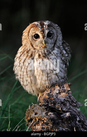 Waldkauz (Strix Aluco) thront auf Baumstumpf in Wiese am Waldrand, England, UK Stockfoto