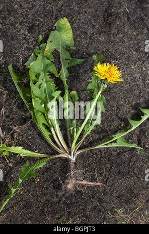 Gemeinsamen Löwenzahn (Taraxacum Officinale) gelbe Wildblumen blühen im Sommer Stockfoto