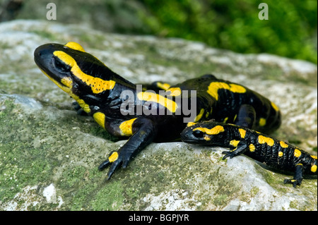 Europäische Salamander / Feuer Salamander (Salamandra Salamandra) mit jungen auf Felsen Stockfoto