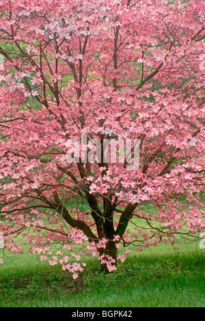 Atemberaubende rosa Hartriegel Baum in voller Frühling Blüte mit rosa Blüten, Midwest USA Stockfoto