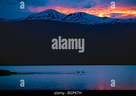 Lake Markakol bei Sonnenuntergang und paar Schwarzstörche. Ost-Kasachstan Stockfoto