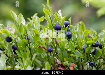 Blaubeer-Sträucher - Wald Produkt Stockfoto