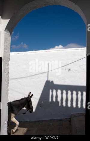 Touristische Fahrten bergauf auf einem Esel in Lindos Village Stockfoto