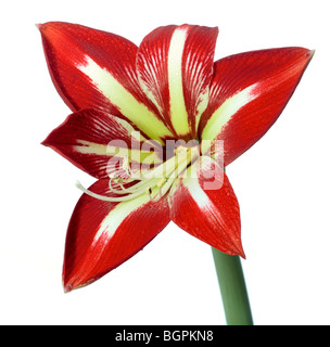 Hippeastrum "Gilmar" (Hippeastrum-X hortorum) Stockfoto