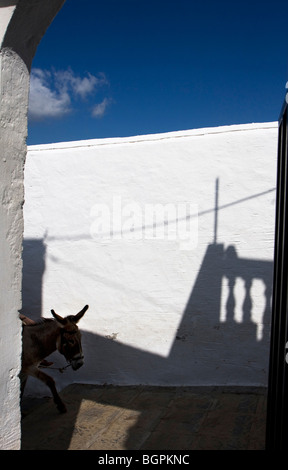 Touristische Fahrten bergauf auf einem Esel in Lindos Village Stockfoto