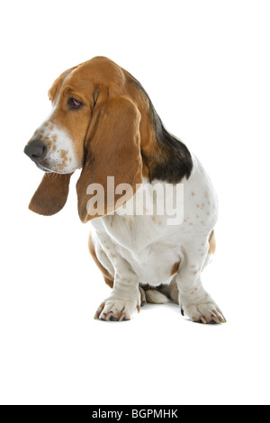 Englischen Basset Hound Dog, isoliert auf weißem Hintergrund Stockfoto