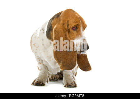 Englischen Basset Hound Dog, isoliert auf weißem Hintergrund Stockfoto