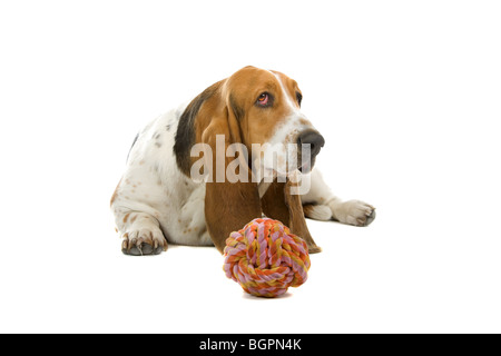 Englischen Basset Hound Dog, isoliert auf weißem Hintergrund Stockfoto