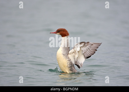 Mergus Prototyp, Gänsesäger oder gemeinsamen Prototyp, Weiblich, Genfer See, Schweiz Stockfoto