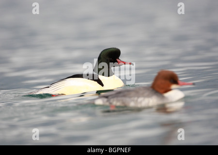 Mergus Prototyp, Gänsesäger oder gemeinsamen Prototyp, männlich und weiblich, Genfer See, Schweiz Stockfoto