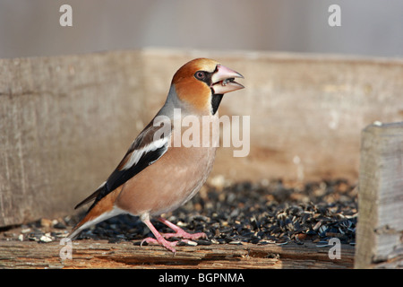 Coccothraustes Coccothraustes, Kernbeißer in einen Trog Fütterung, Bulgarien Stockfoto