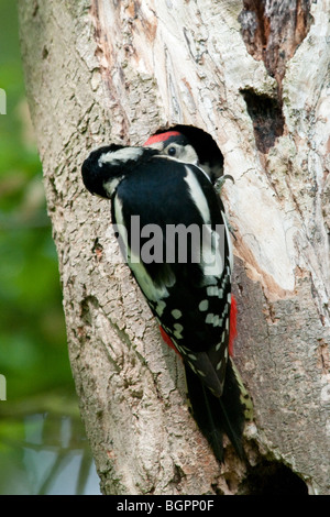 Erwachsenen great spotted Woodpecker Jungen füttert Stockfoto