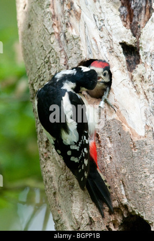 Erwachsenen great spotted Woodpecker Jungen füttert Stockfoto