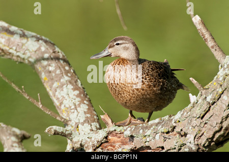 Blue-winged Teal thront in einer Weide. Stockfoto