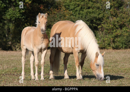 Haflinger-Pony-Stute und Fohlen Stockfoto