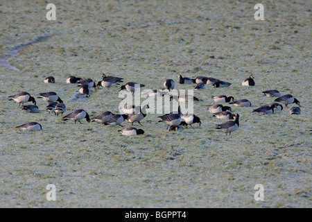 Gruppe der Nonnengans Branta Leucopsis Fütterung im frostigen Schnee bedeckt Agrarbereich, Gloucestershire, UK. Stockfoto