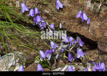 Die Glockenblume Campanula rotundifolia Harebell blaue Wildblumen Oberhalb der Halbinsel in Michigan MI USA US natürliches fragmentiertes Ufer sae auf Alamy hochauflösend Stockfoto