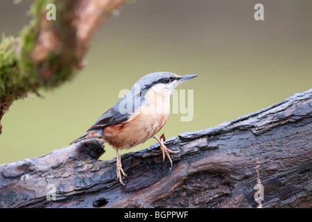 Kleiber auf Baumstamm Stockfoto