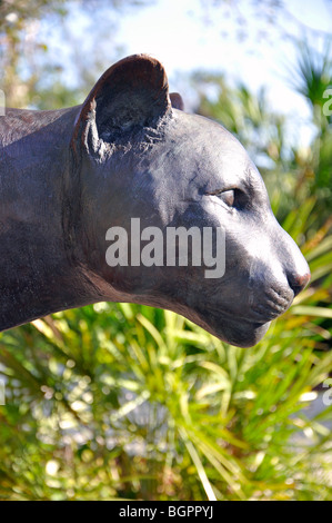 Panther von Eric Berg, Everglades Park, Florida, USA Stockfoto