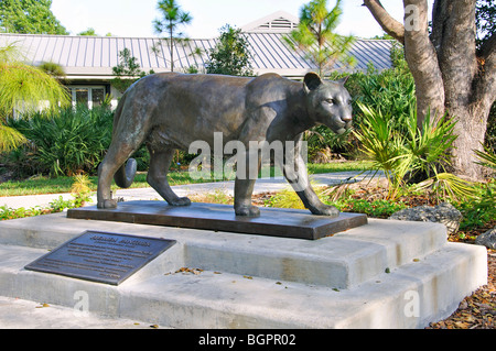 Panther von Eric Berg, Everglades Park, Florida, USA Stockfoto