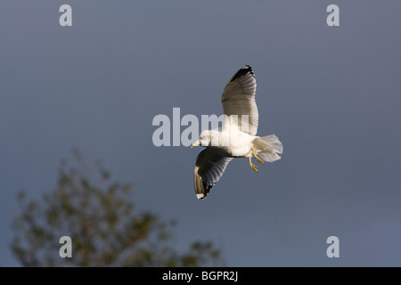 Gemeinsamen Gull Larus Canus fliegen gegen Gewitterhimmel, Kensington Gardens, London Stockfoto