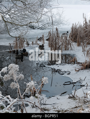 Der See in Lurgan Park im Winter gefroren Stockfoto