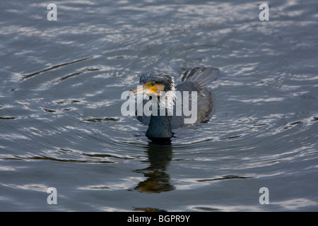 Einzelne große Kormoran Phalacrocorax Carbo Angeln im Park See, Kensington Gardens, London Stockfoto