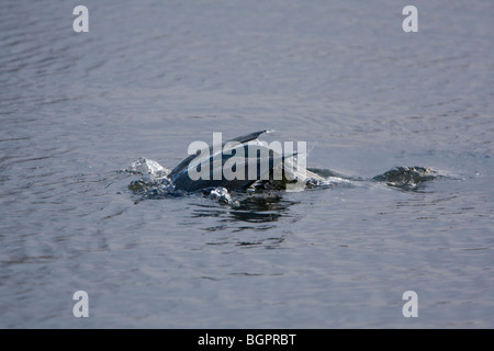 Einzelne große Kormoran Phalacrocorax Carbo Tauchen Angeln im Park See, Kensington Gardens, London Stockfoto