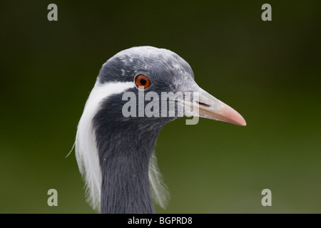 Captive Demoiselle Kran Anthropoides Virgo Nahaufnahme des Kopfes, UK Stockfoto