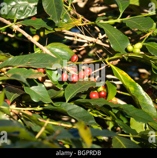 Reife Kaffee Bohnen Boquete Chiriqui Provinz Panama Stockfoto