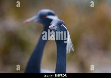 Paar gefangen Demoiselle Kran Anthropoides Virgo Nahaufnahme des Kopfes, UK Stockfoto