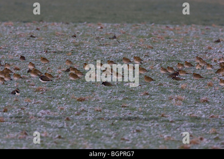 Gruppe von Golden Plover Pluvialis Apricaria und Kiebitze drängten sich in Frost und Schnee bedeckt Ackerland Feld, Gloucestershire, UK. Stockfoto