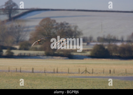 Gruppe von Graugans Gans Anser Anser kommen ins Land gegen frostigen Schnee bedeckt Äckern, Gloucestershire, UK. Stockfoto