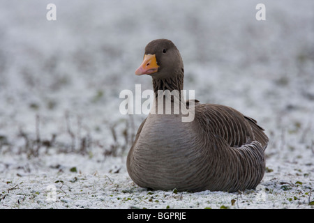 Einzelne Graugans Gans Anser Anser sitzen auf Frost Schnee bedeckten Boden, Gloucestershire, UK. Stockfoto