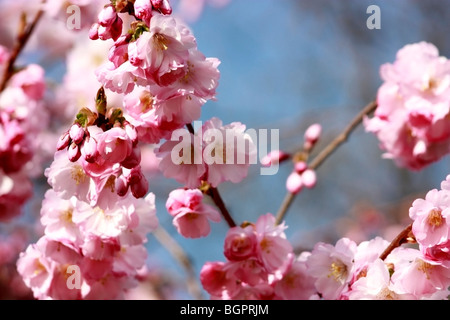 Eine Nahansicht des herrlichen rosa Blüten vor blauem Himmel an einem sonnigen Frühlingstag im Golders Hill Park in London. Stockfoto