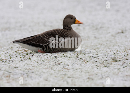 Einzelne Graugans Gans Anser Anser sitzen auf Frost Schnee bedeckten Boden, Gloucestershire, UK. Stockfoto