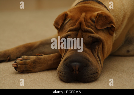 Shar-Pei Welpe schlafend auf Teppich Stockfoto