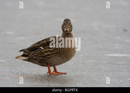 Stockente Anas Platyrhynchos stehend auf zugefrorenen See, Gloucestershire, UK Stockfoto