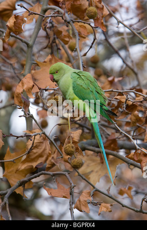 Ring-necked Parakeet geflohen waren, die Fütterung auf Baum, Kensington Gardens, London. Stockfoto