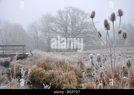 Dipsacus Fullonum Karde Samen Köpfe frost Stockfoto